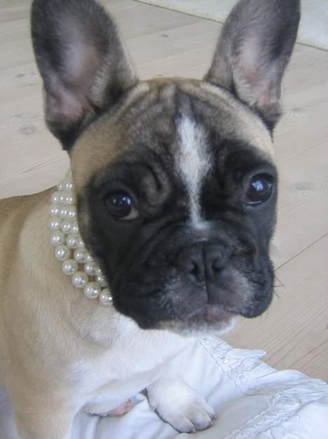 Fransk bulldog Alma Rosina - Er jeg ikke bare yndig! billede 6