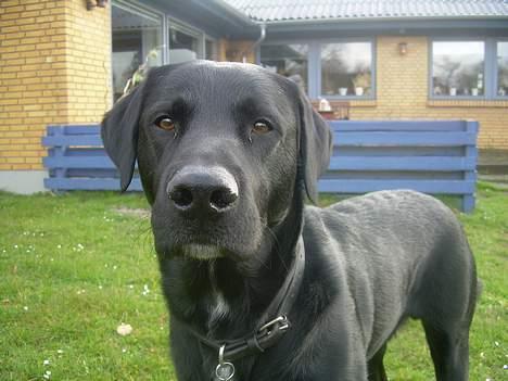 Labrador retriever Lucas - Hva glor du på ?! .. :D <33 billede 9