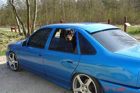 Rottweiler Basse (født Bacon) - kan næsten ikk vente med at komme i skoven billede 10