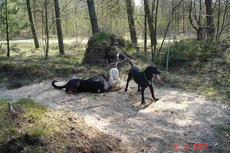 Rottweiler Basse (født Bacon) - i hundeskoven med legekammerater billede 11