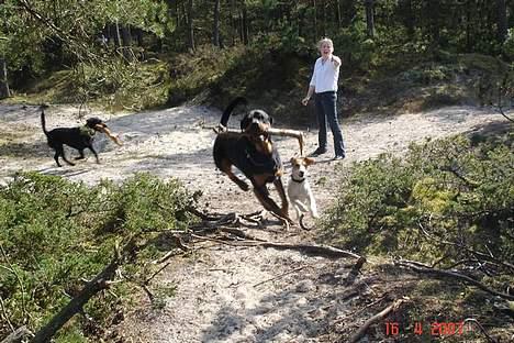 Rottweiler Basse (født Bacon) - fang mig, hvis I kan!! billede 12