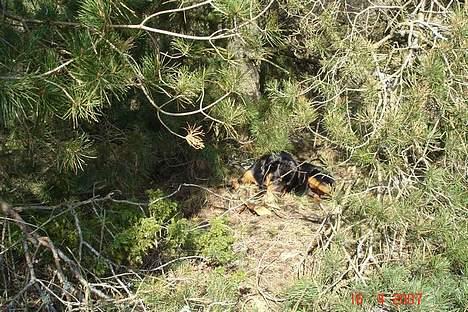 Rottweiler Basse (født Bacon) - vist ingen der kan se her billede 13