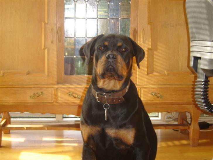 Rottweiler Laika - Er jeg ikke bare smuk *SS* billede 3