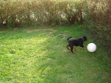 Rottweiler Laika - leger stadig med knægtens bold *SSG* billede 4