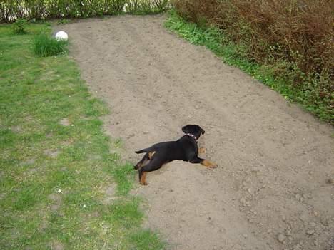Rottweiler Laika - så får jeg lige en slapper over fars kartoffelbed *SS* billede 5