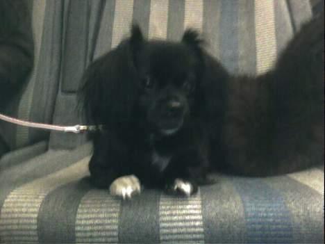 Blanding af racer Mema billede 1