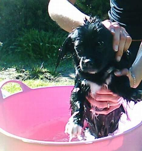 Blanding af racer Mema billede 2