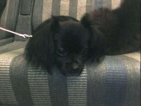 Blanding af racer Mema billede 3