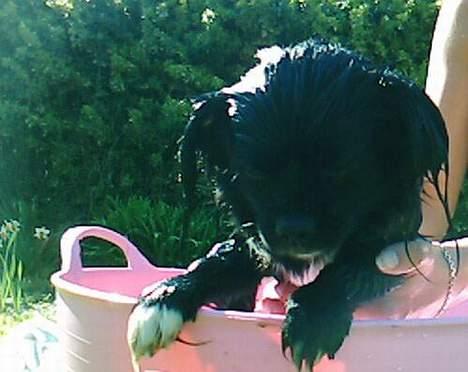 Blanding af racer Mema billede 4