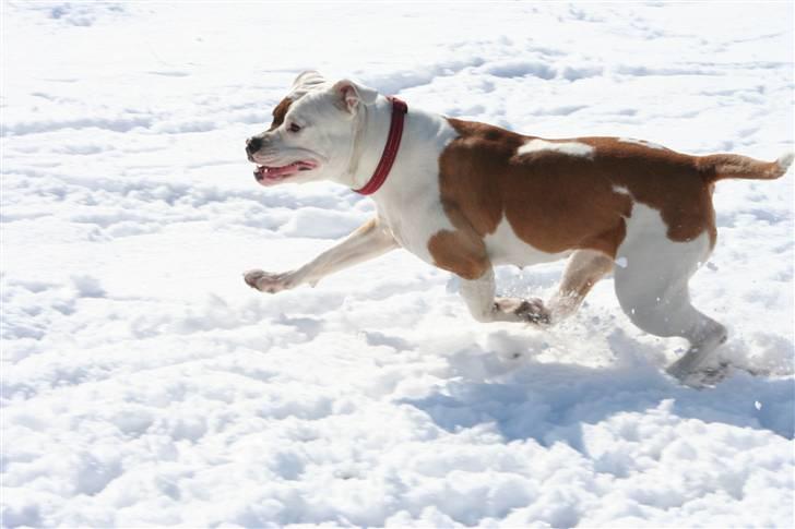 Amerikansk bulldog JAB´s Abby himmel hund  - wee sne billede 16