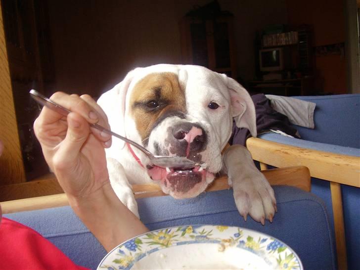 Amerikansk bulldog JAB´s Abby himmel hund  - får lige den  sidste smule kolskål af mor nam nam det smagte godt  billede 17