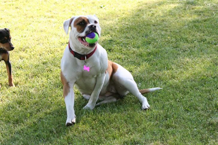 Amerikansk bulldog JAB´s Abby himmel hund  - ha jeg fik bolden  billede 18
