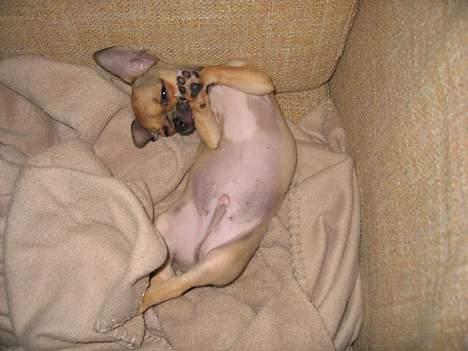 Chihuahua Ludvig billede 11