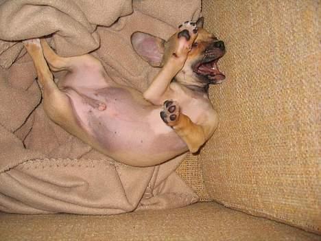 Chihuahua Ludvig billede 12