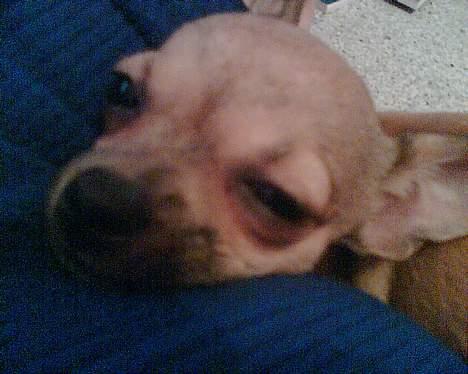 Chihuahua Ludvig billede 13