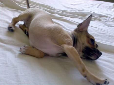 Chihuahua Ludvig billede 14