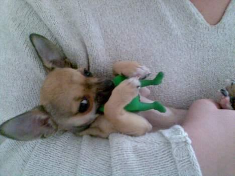 Chihuahua Ludvig billede 15