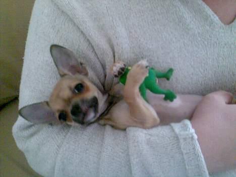 Chihuahua Ludvig billede 16