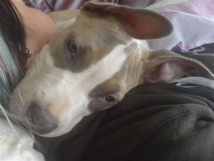 Amerikansk staffordshire terrier Princess Babe R.I.P.  :( - Babe omkring 5 mdr billede 10