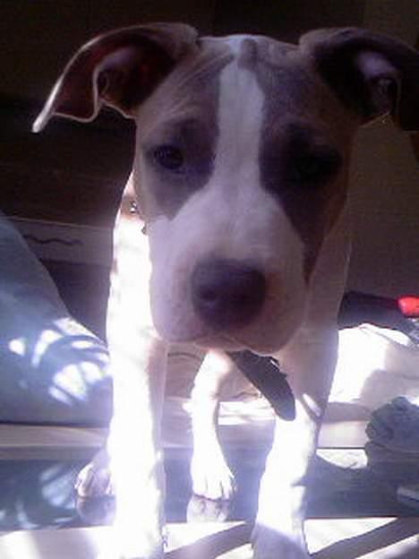 Amerikansk staffordshire terrier Princess Babe R.I.P.  :( - Hvad laver du Babe? Du står vel ikke på mit sofabord. Babe 13 uger billede 11