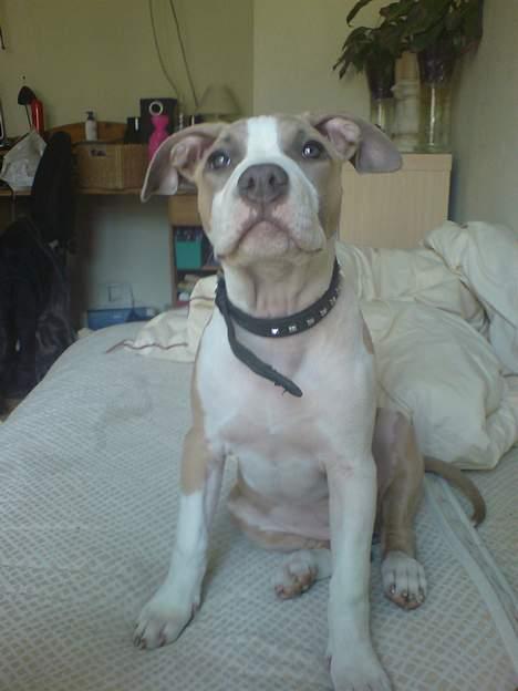 Amerikansk staffordshire terrier Princess Babe R.I.P.  :( - Babe sidder så fint. 15 uger. billede 12