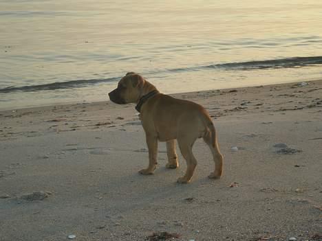 Staffordshire bull terrier Diamond. (Sniff) billede 13