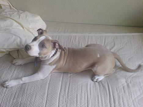 Amerikansk staffordshire terrier Princess Babe R.I.P.  :( - Babe 15 uger billede 13