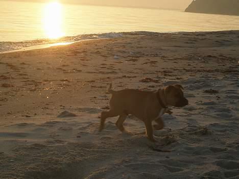 Staffordshire bull terrier Diamond. (Sniff) billede 14