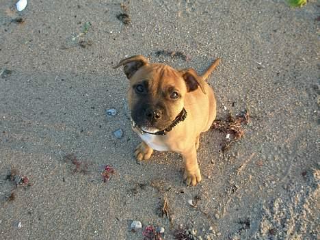 Staffordshire bull terrier Diamond. (Sniff) billede 15