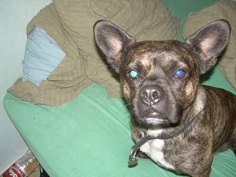 Blanding af racer Max - Hovsa, der er vist noget galt med billedet, ved hans øje (: billede 1