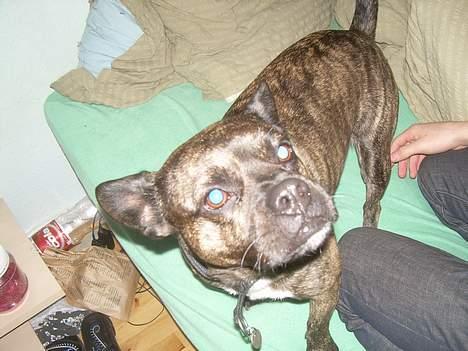 Blanding af racer Max billede 3