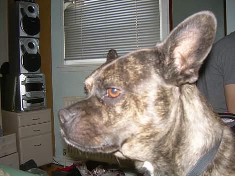 Blanding af racer Max billede 5