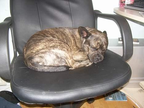 Blanding af racer Max billede 6