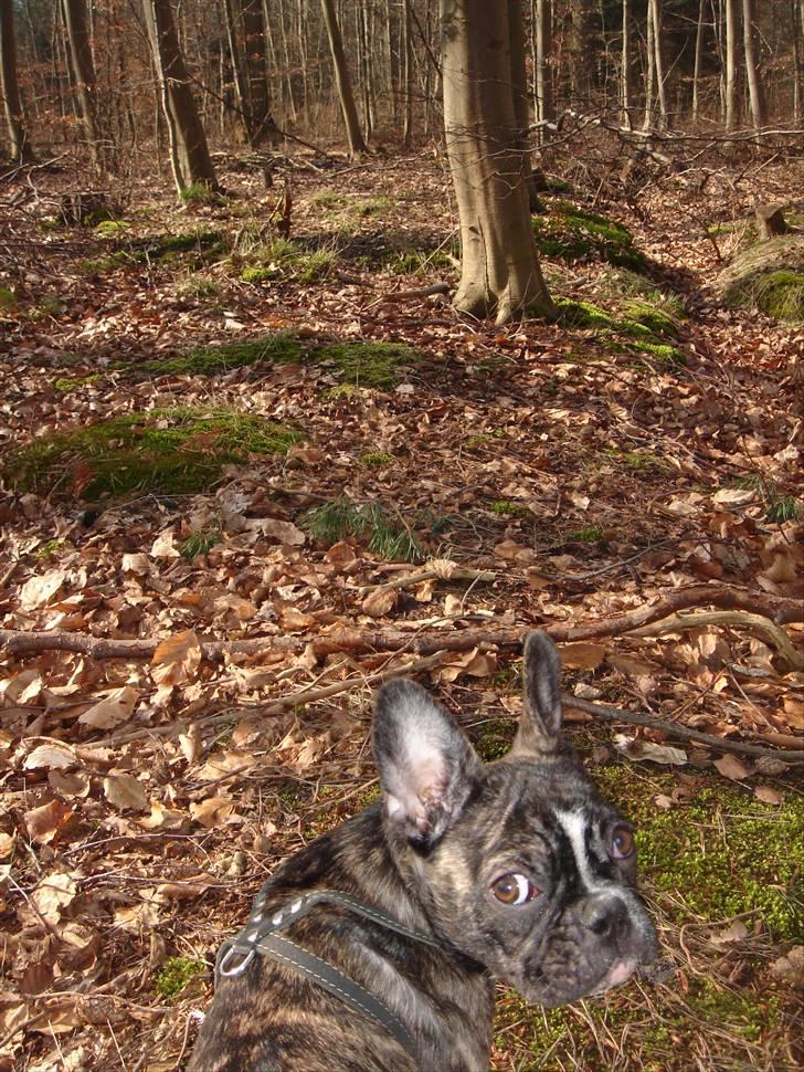 Fransk bulldog Perli + 2007 født billede 1