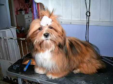 Lhasa apso Lhasa fabricius Leeloo billede 6