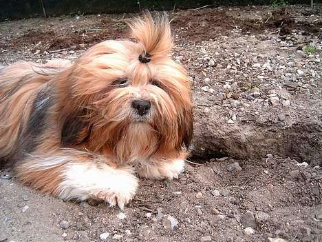 Lhasa apso Lhasa fabricius Leeloo billede 7