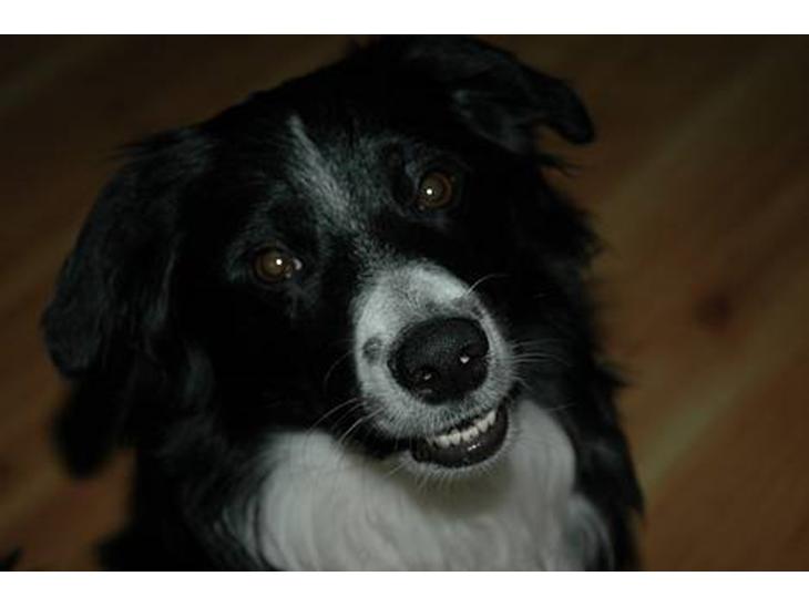 Border collie Jesse James - hej allesammen :-) billede 1