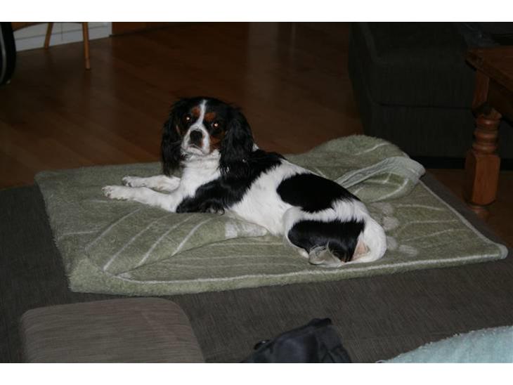 {{currentPhoto.altText}} billede {{currentPhoto.number}}