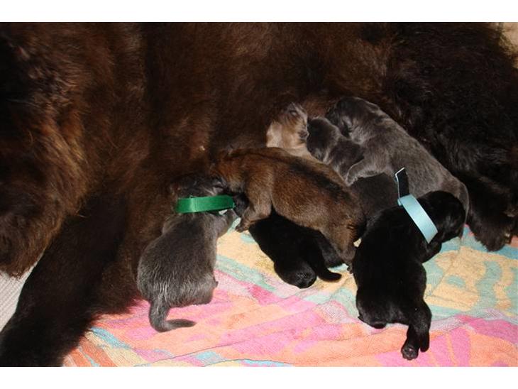 {{currentPhoto.altText}} billede {{currentPhoto.number}}