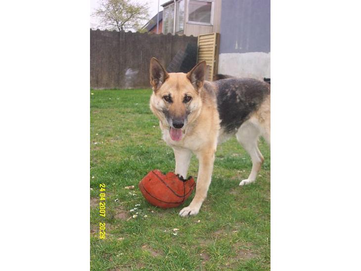 Schæferhund Achalia *DØD* - Lidt fotogen er man vel altid *GG* billede 1