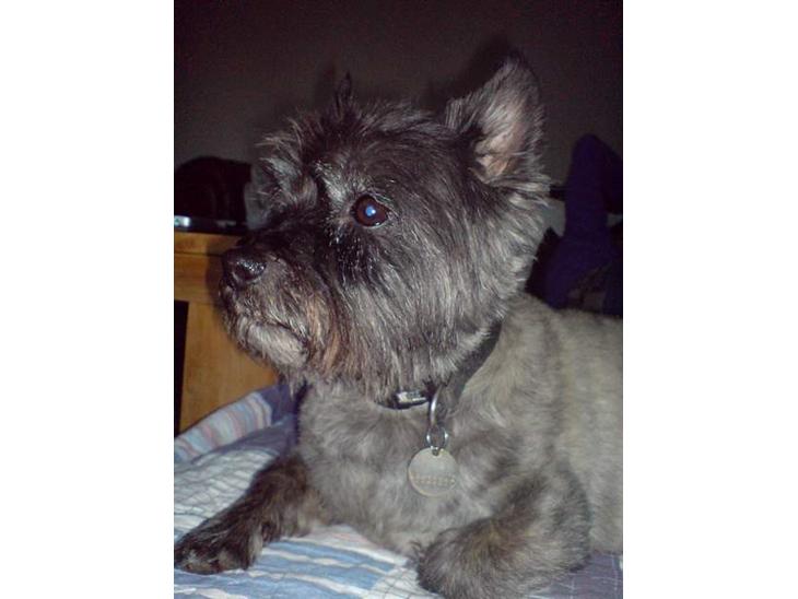 {{currentPhoto.altText}} billede {{currentPhoto.number}}