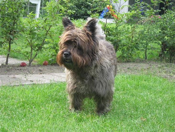 {{currentPhoto.altText}} billede {{currentPhoto.number}}