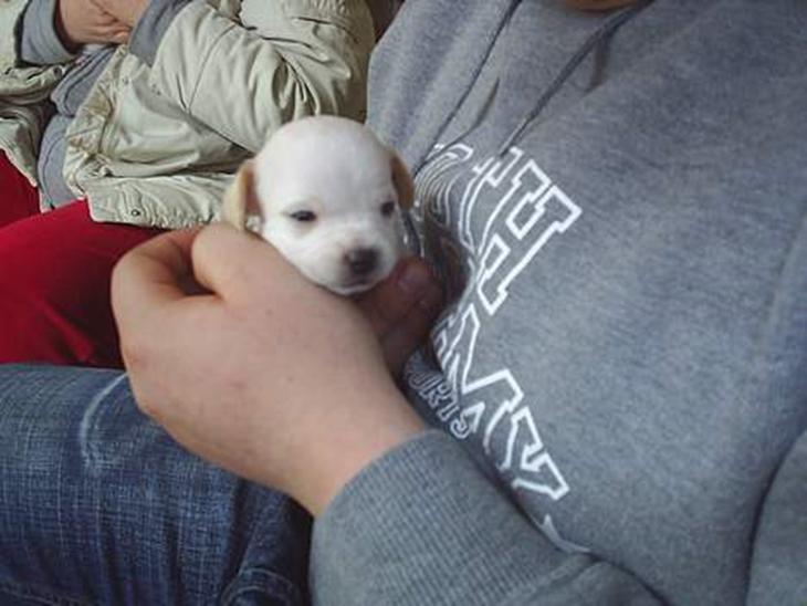 Blanding af racer Mickey billede 1