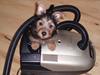 Australsk terrier Bastian & Terry
