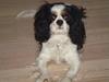 Cavalier king charles spaniel lady