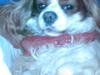 Cavalier king charles spaniel Figo R.I.P <3 