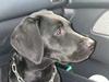 Labrador retriever Micky