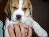 Beagle Amy