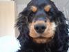 Cocker spaniel Chili