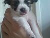 Chihuahua Niño